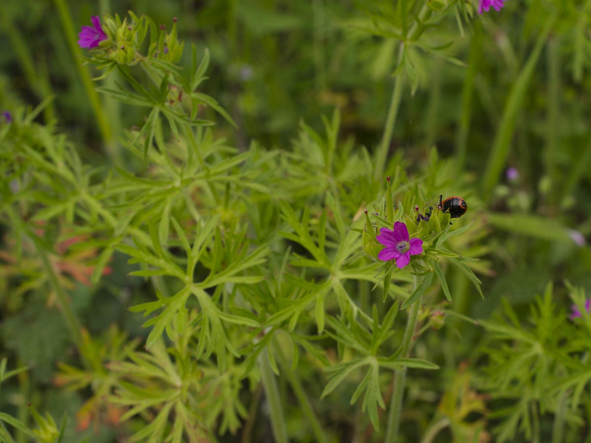 Geranium dissectum