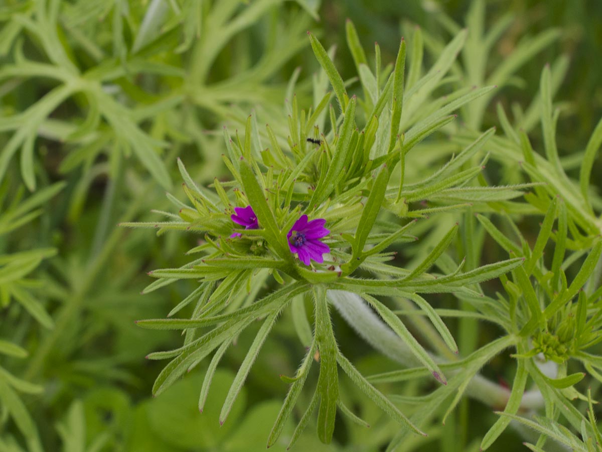 Geranium dissectum