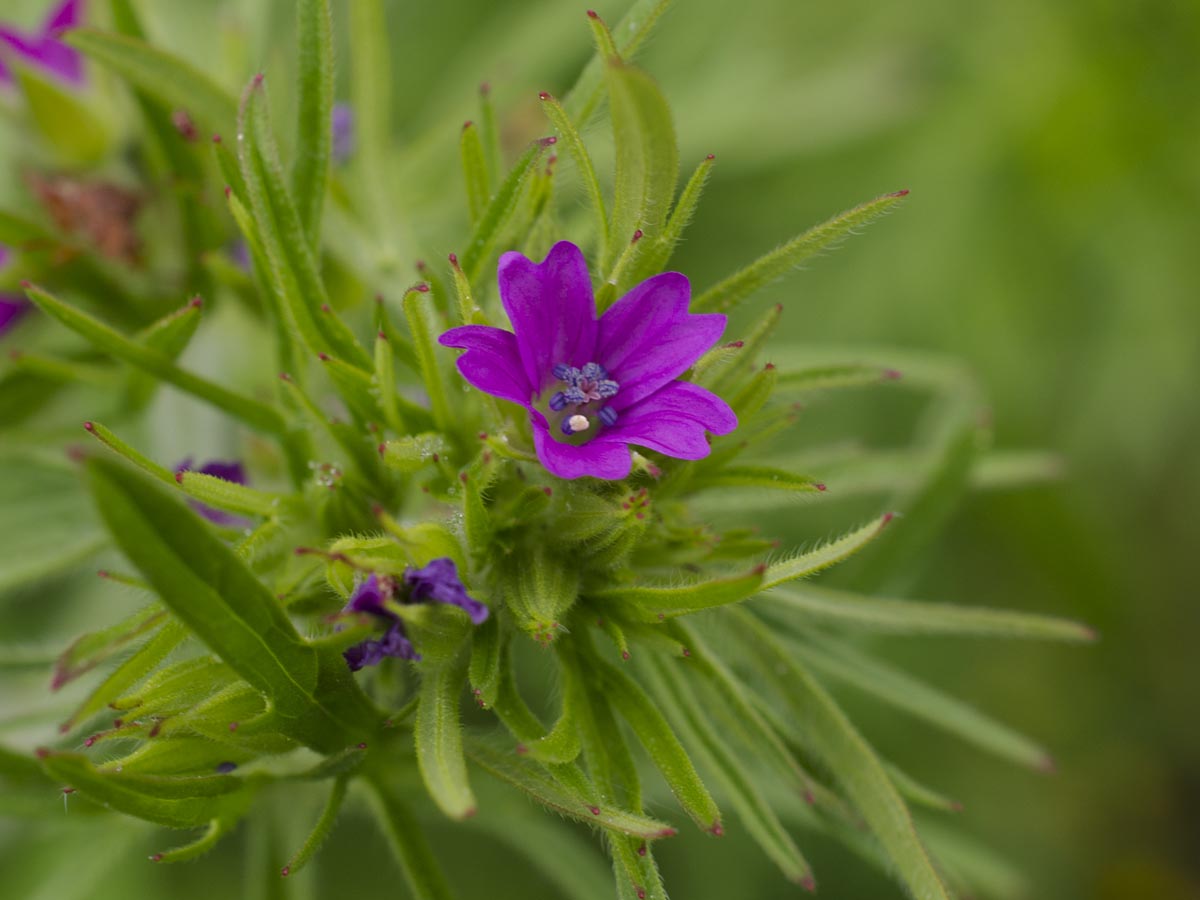 Geranium dissectum