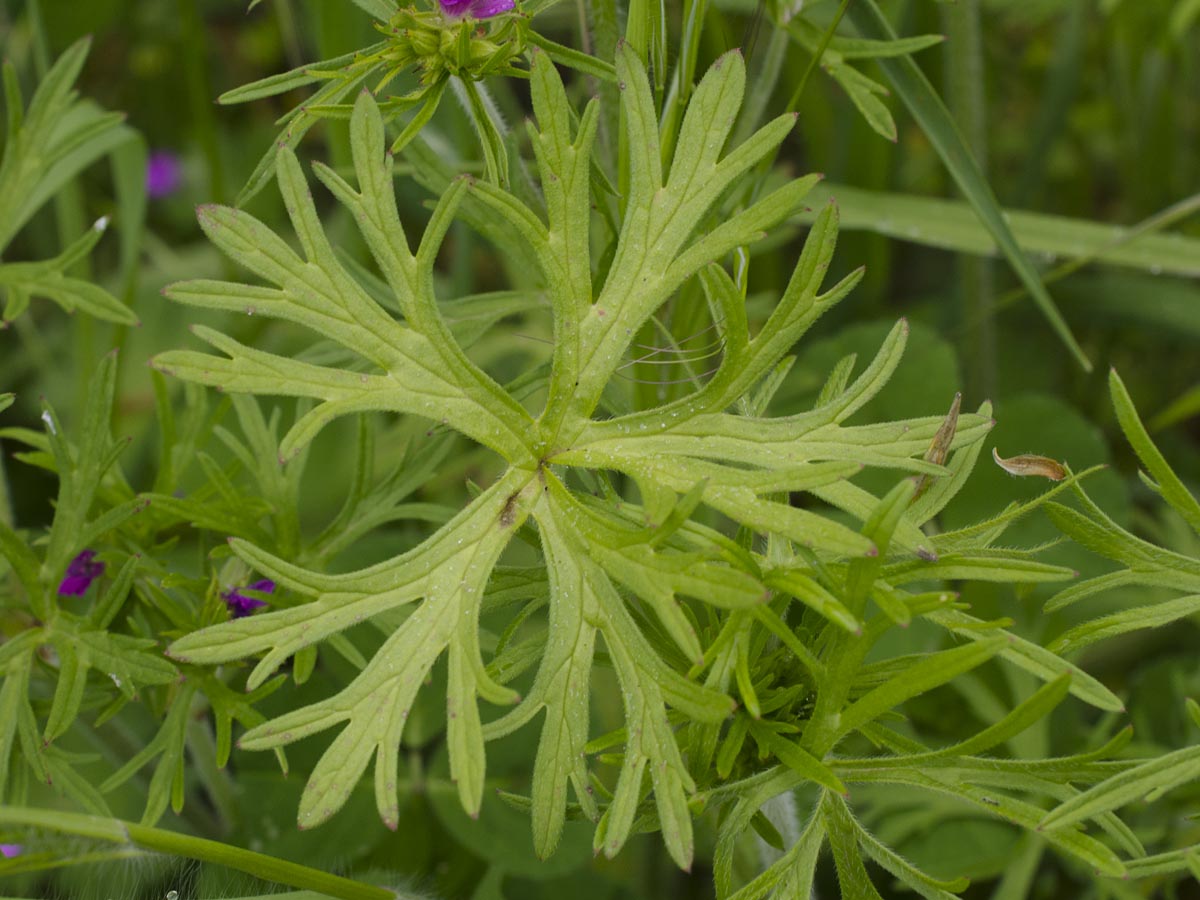 Geranium dissectum