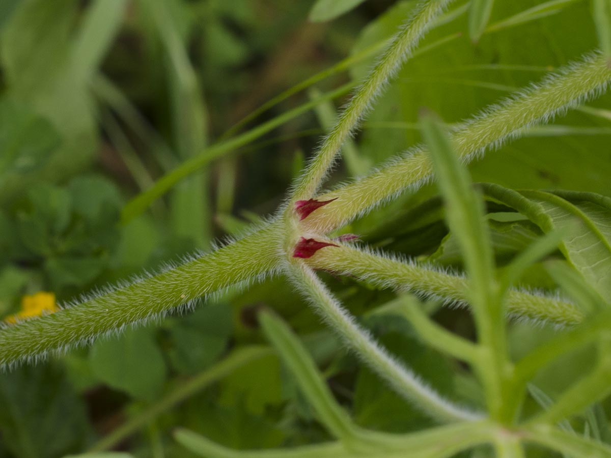 Geranium dissectum