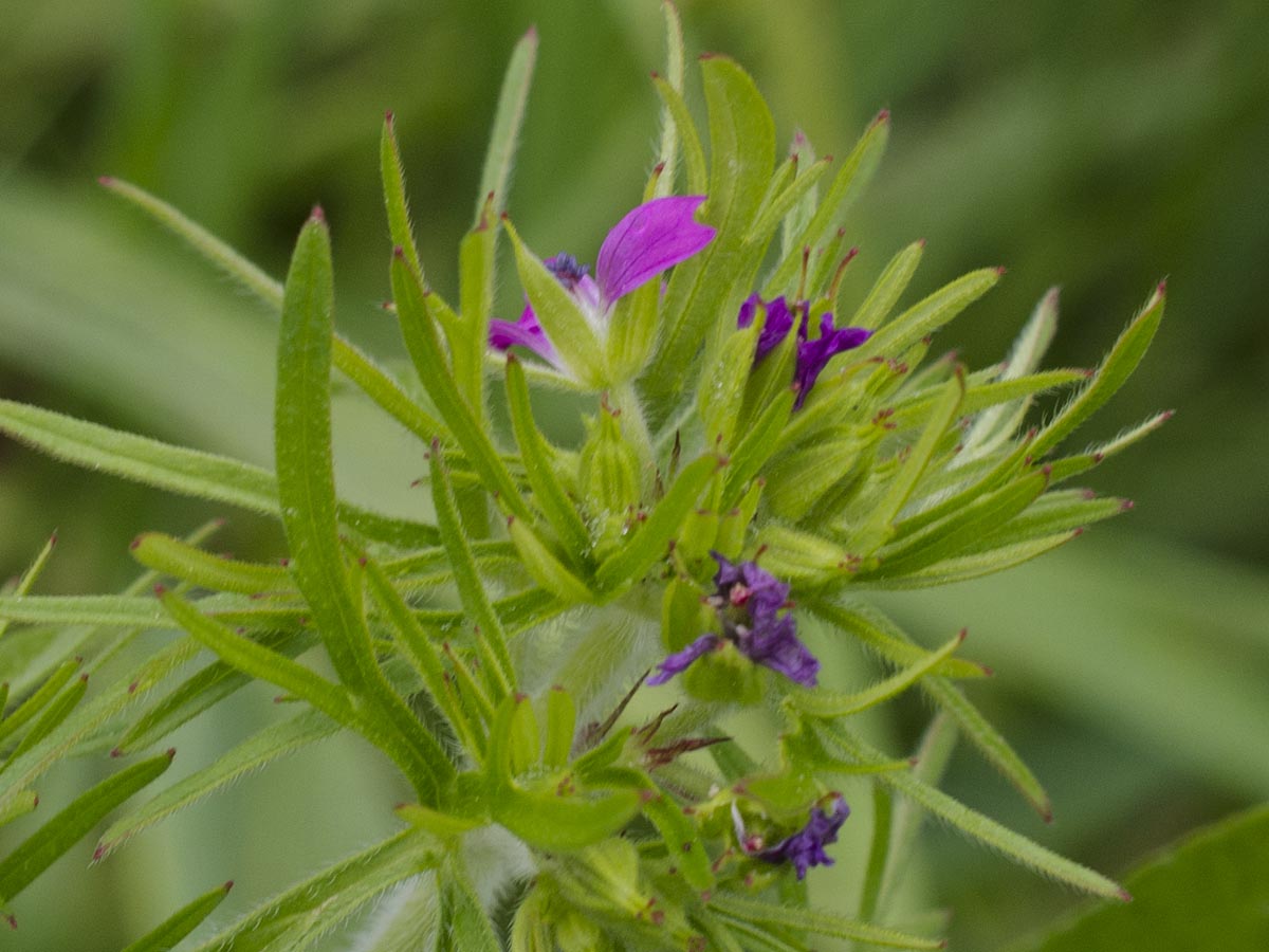 Geranium dissectum