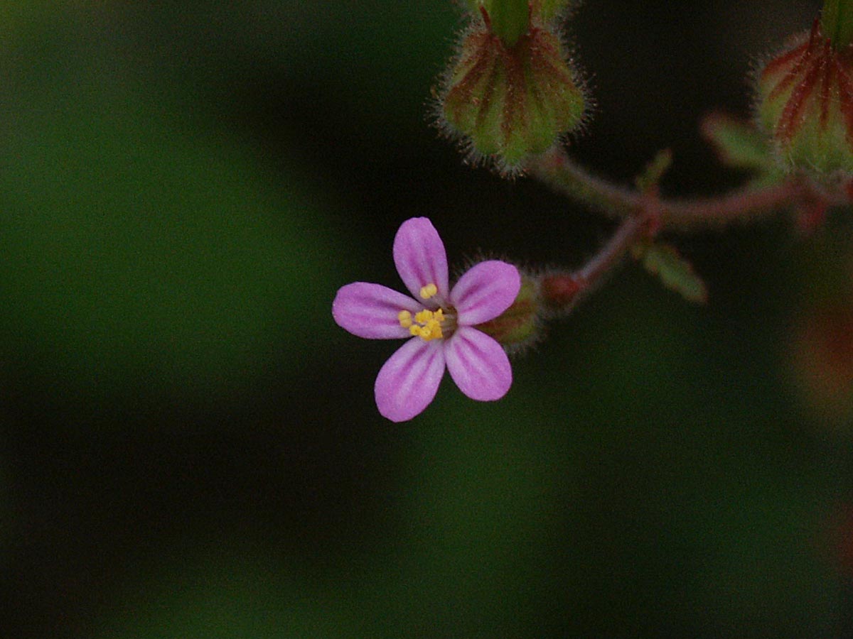 Geranium purpureum