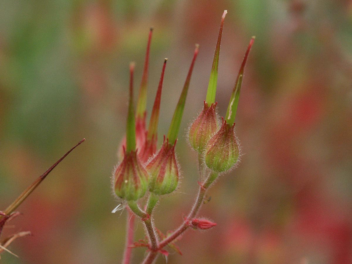 Geranium purpureum