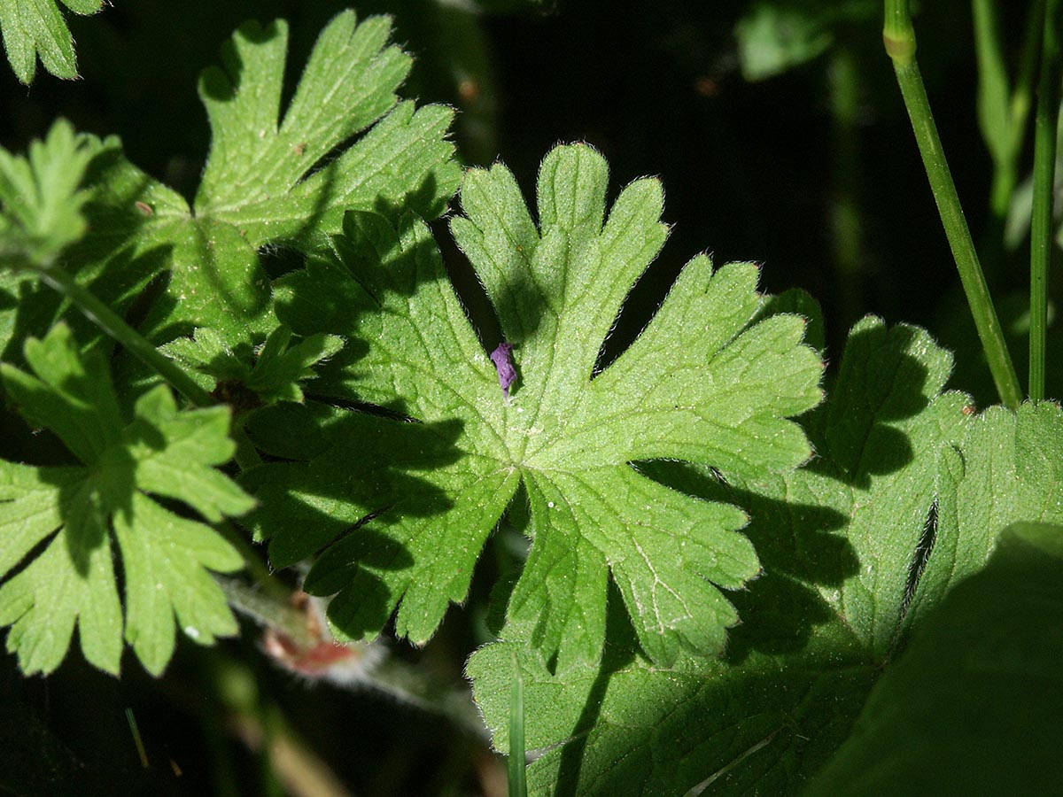 Geranium pyrenaicum