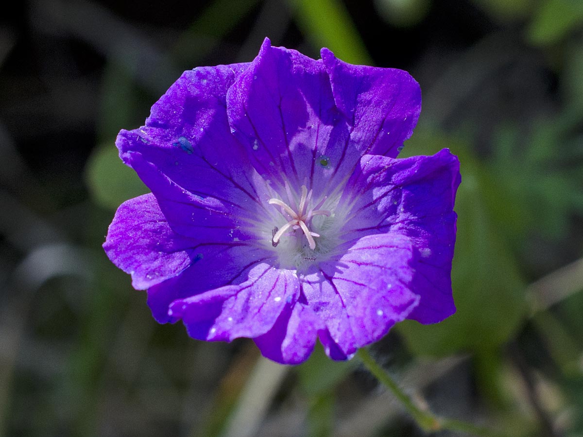 Geranium sanguineum