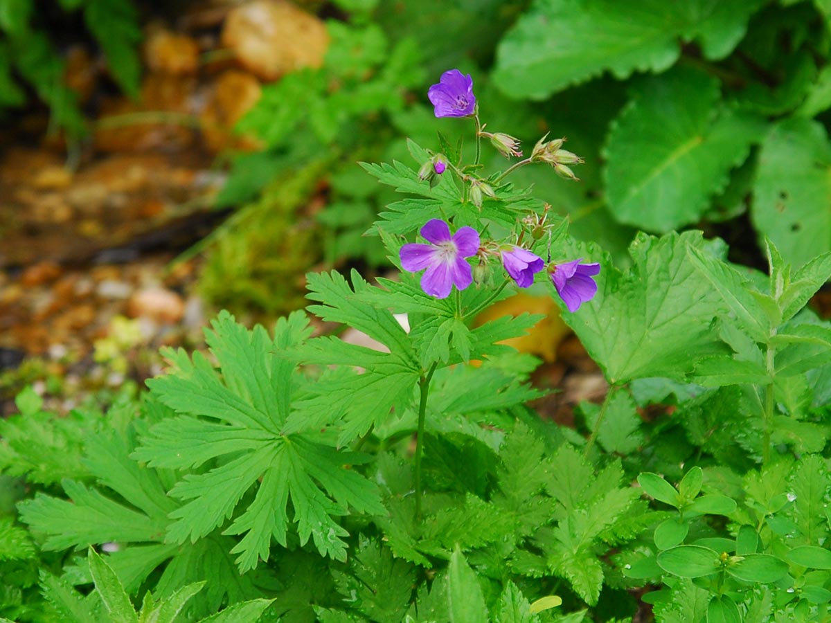 Geranium sylvaticum