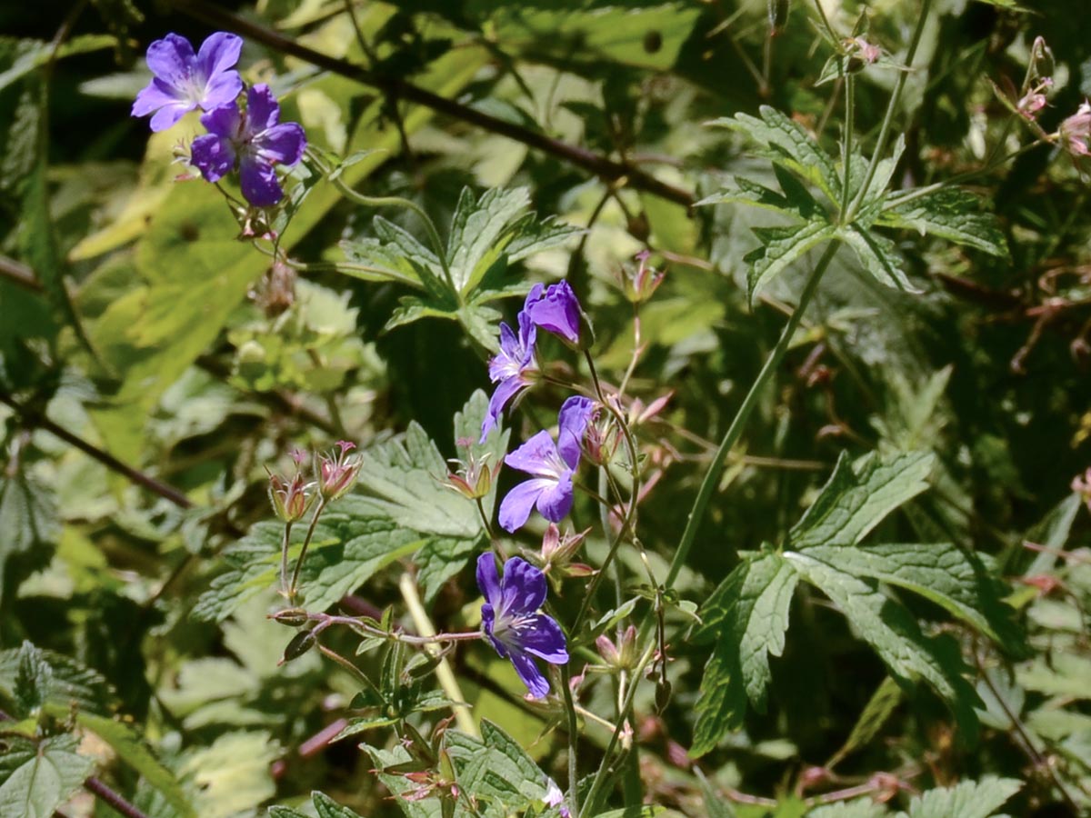 Geranium sylvaticum