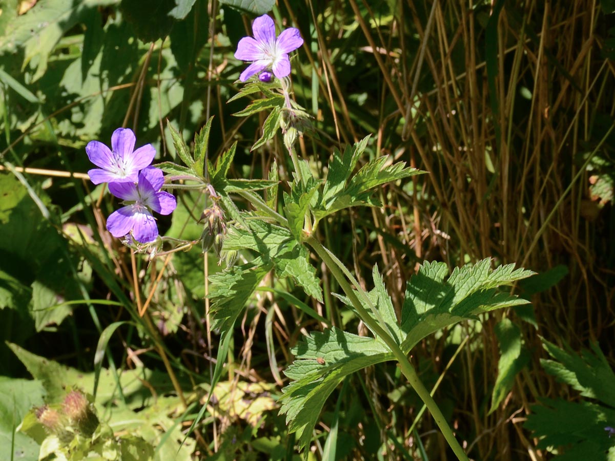 Geranium sylvaticum