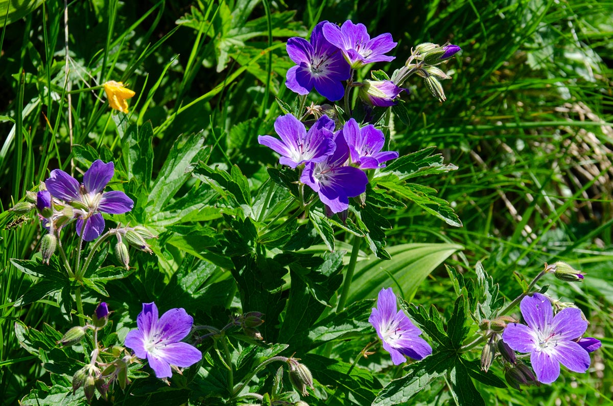 Geranium sylvaticum