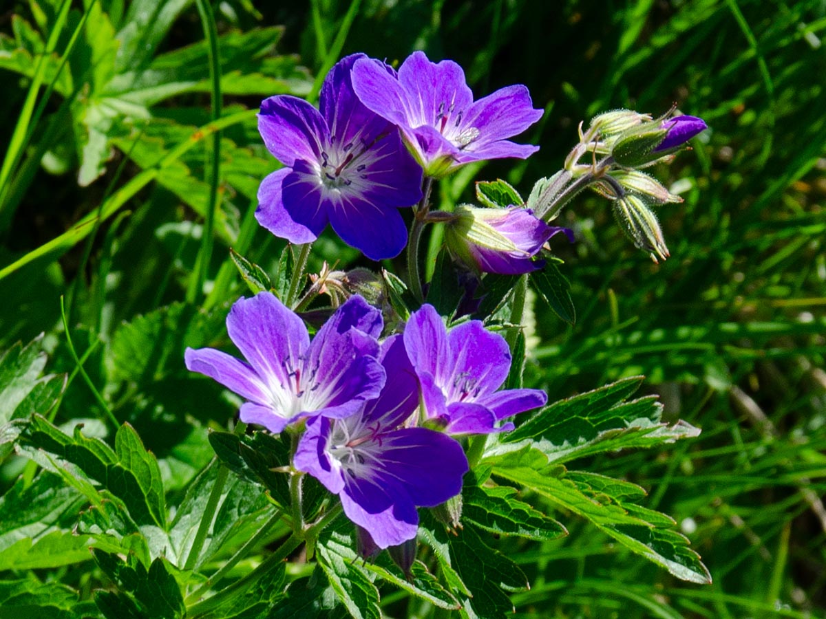 Geranium sylvaticum