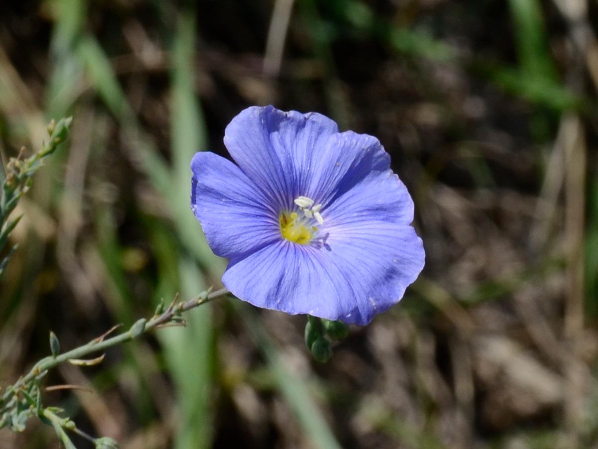 Linum austriacum