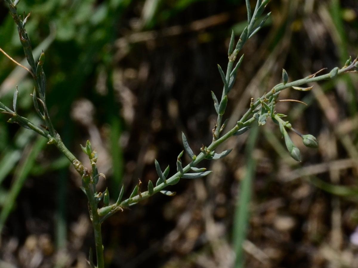 Linum austriacum