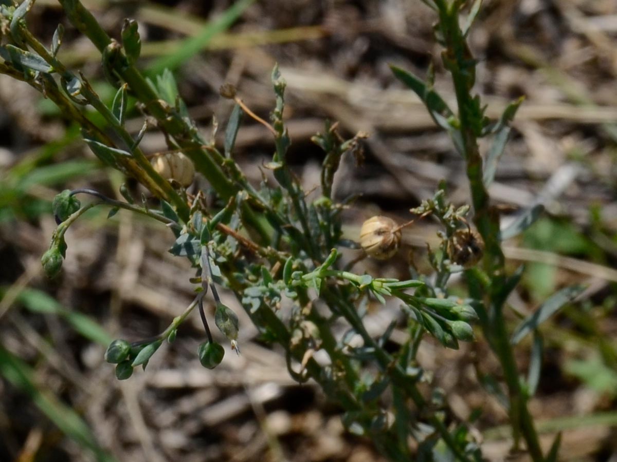 Linum austriacum