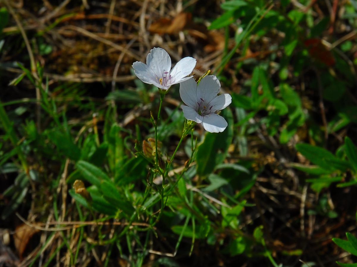 Linum tenuifolium