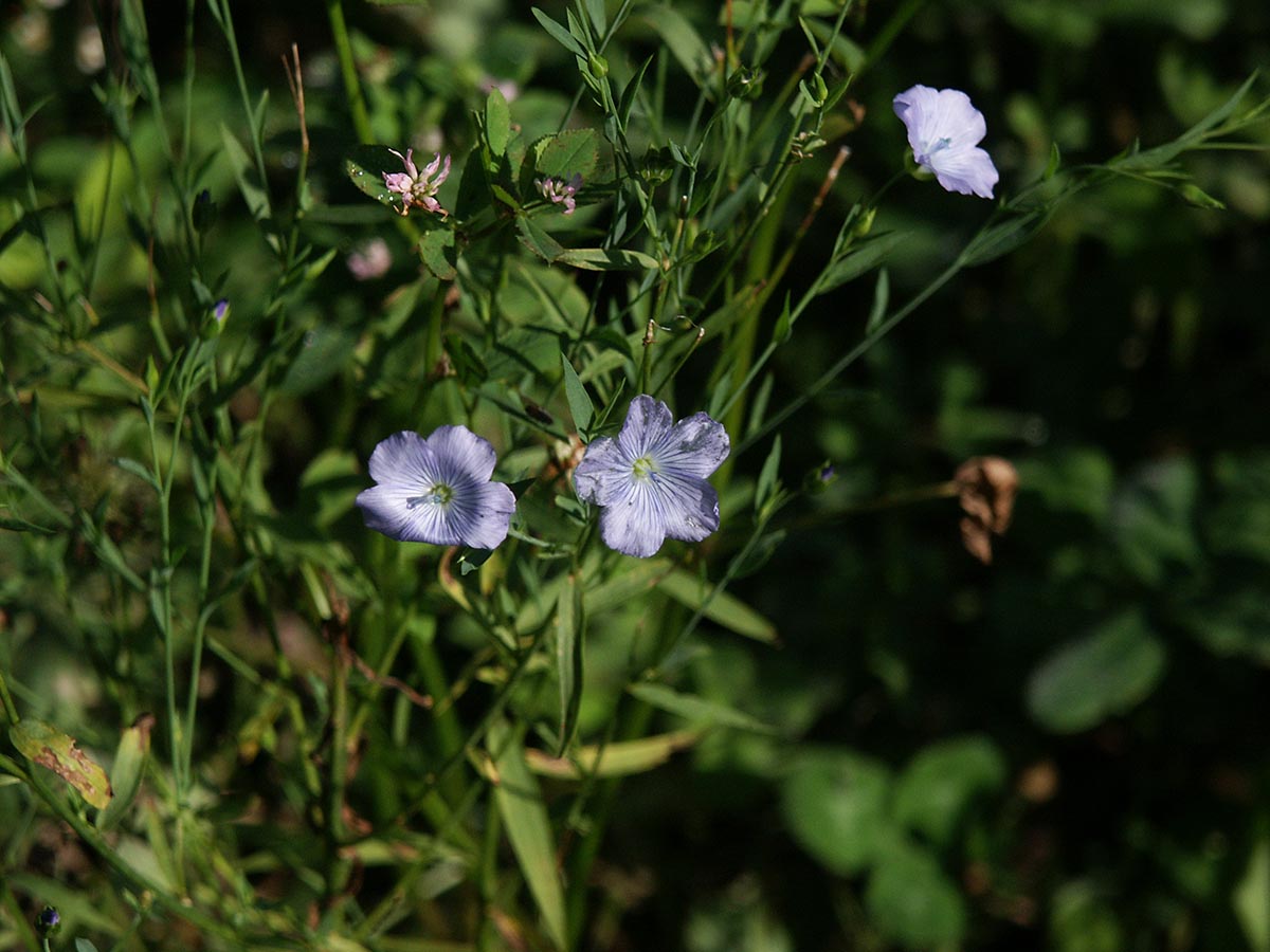 Linum usitatissimum