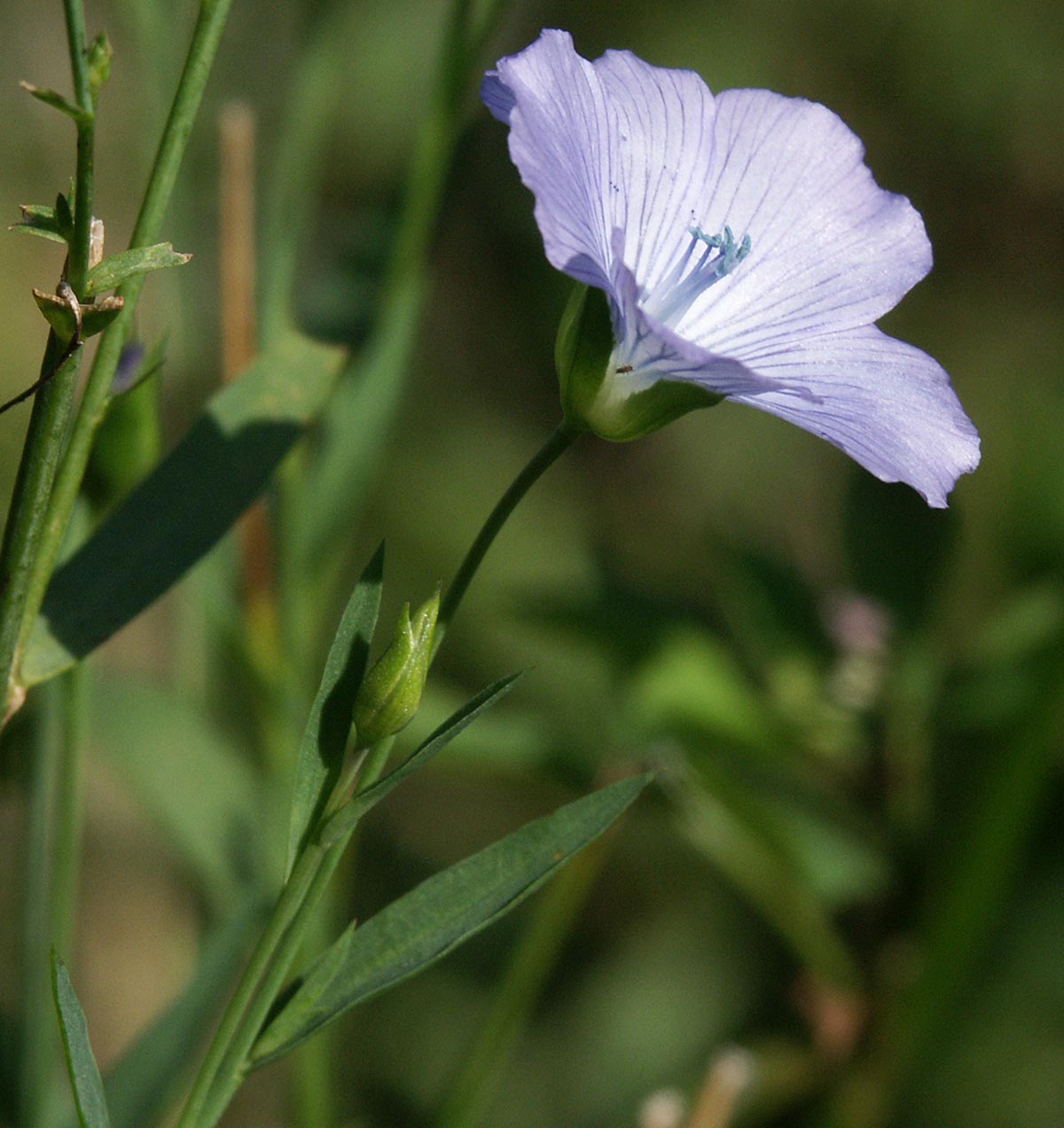 Linum usitatissimum