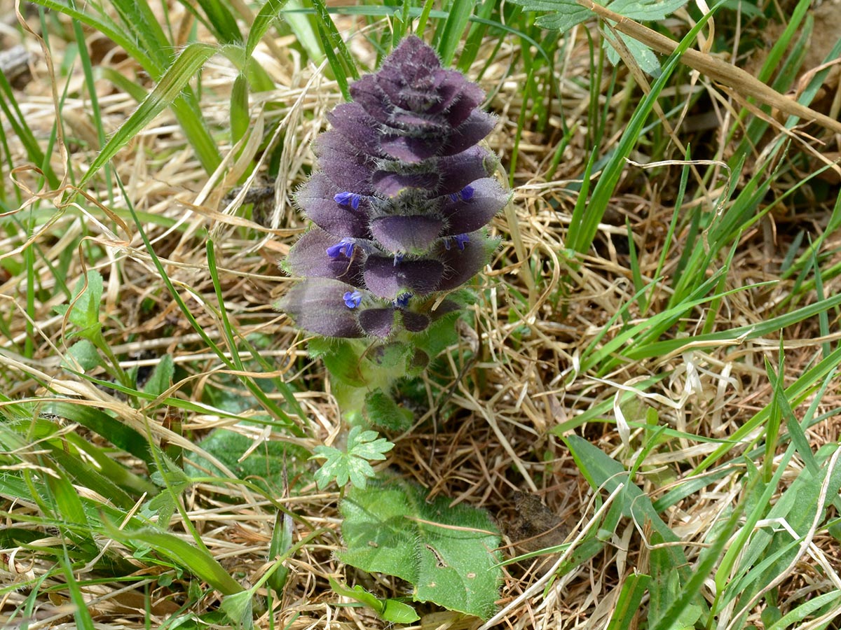 Ajuga pyramidalis