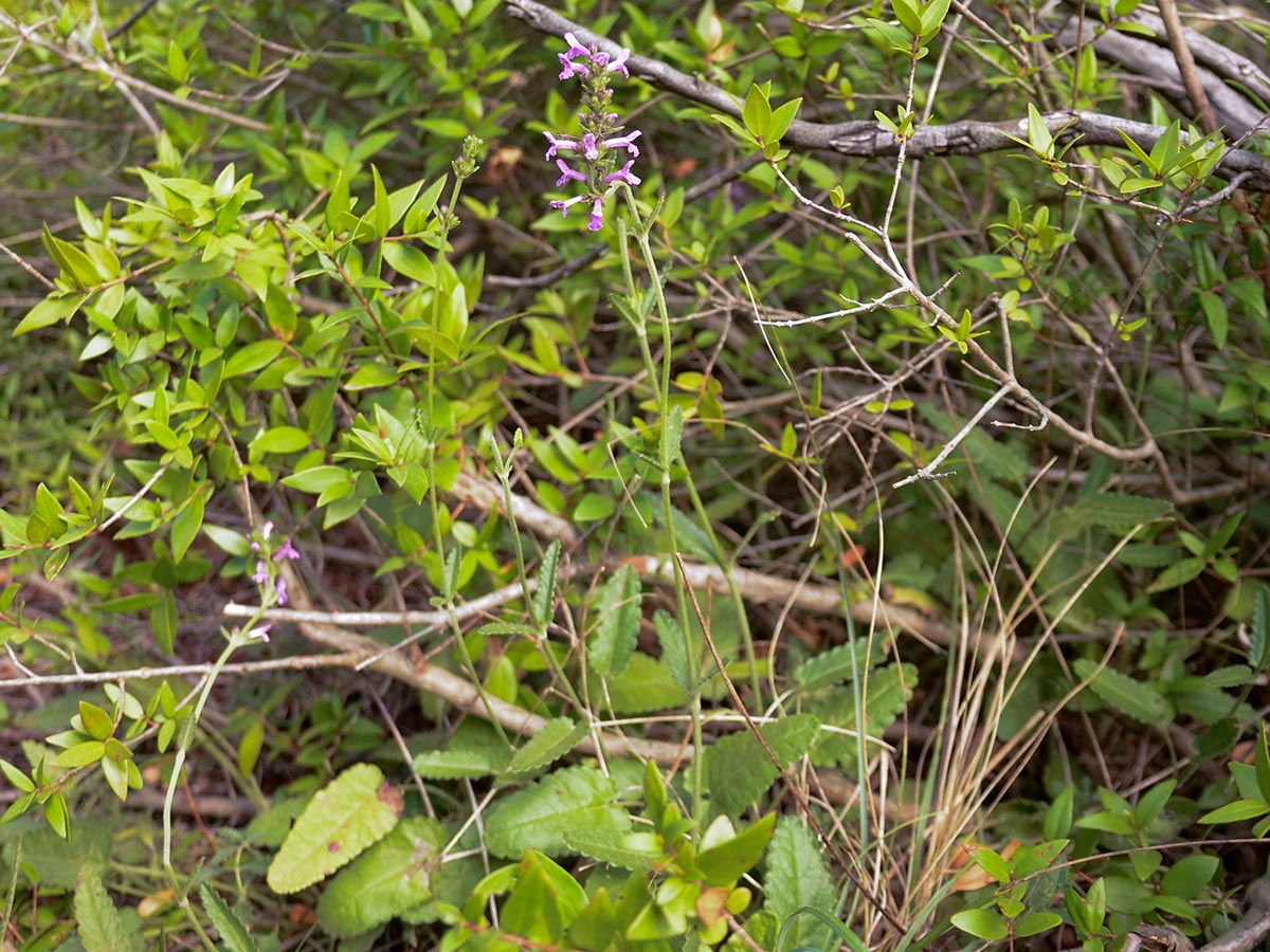 Betonica officinalis ssp. serotina