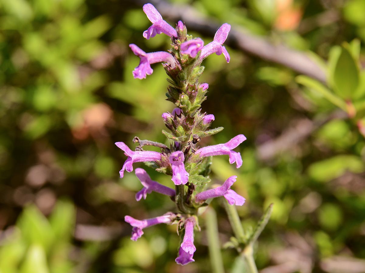 Betonica officinalis ssp. serotina