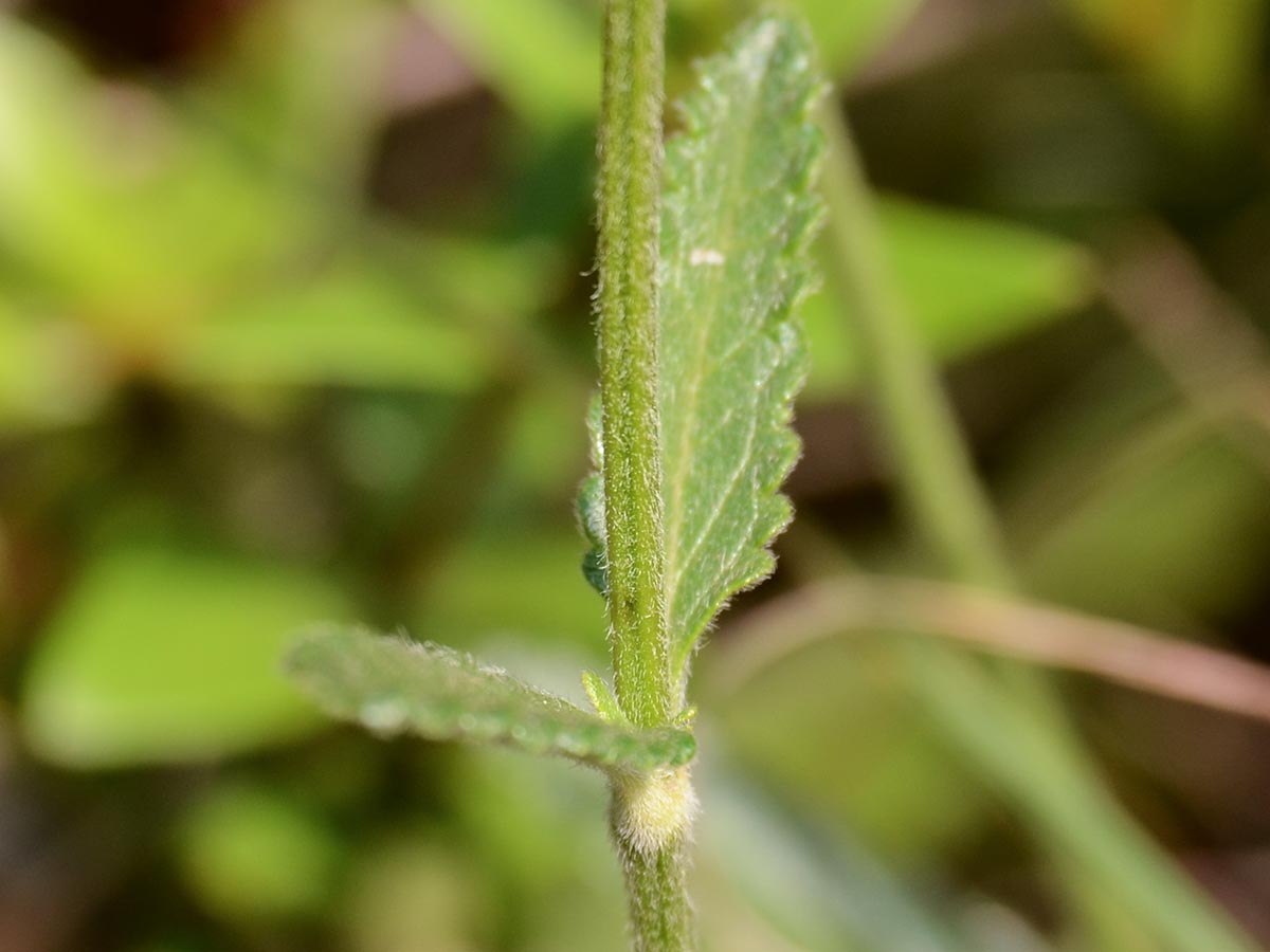 Betonica officinalis ssp. serotina