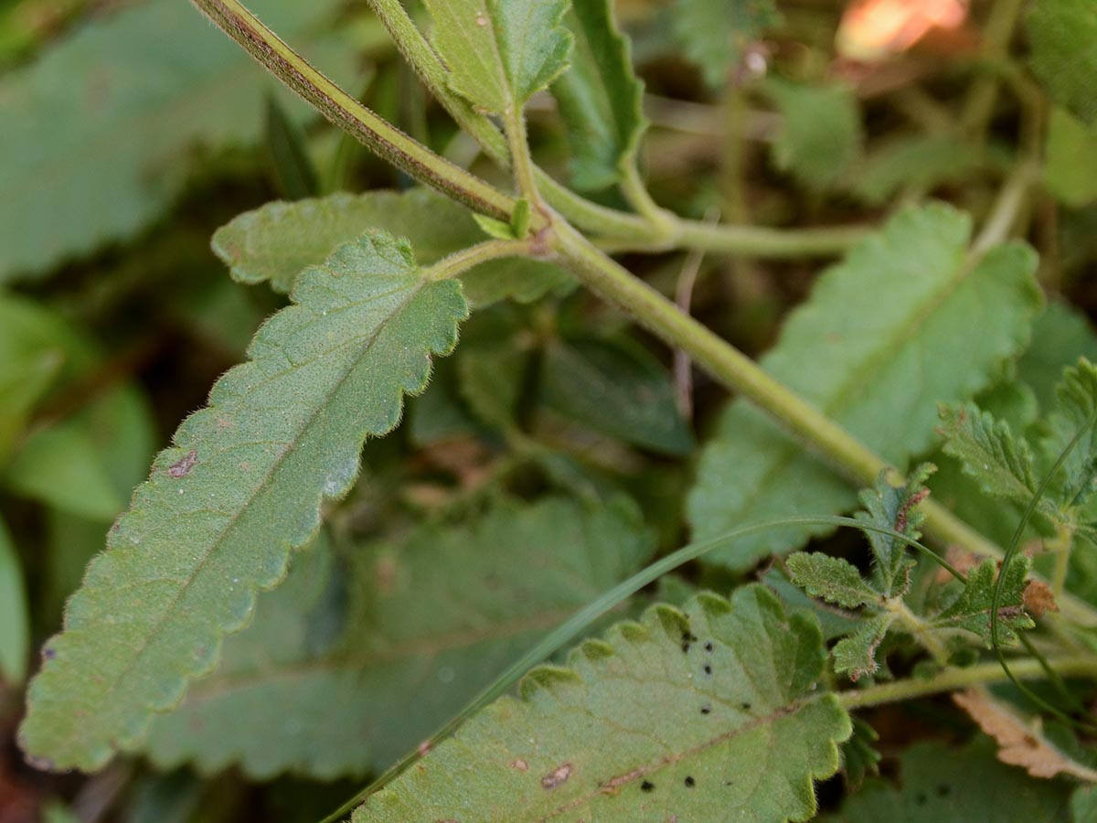 Betonica officinalis ssp. serotina