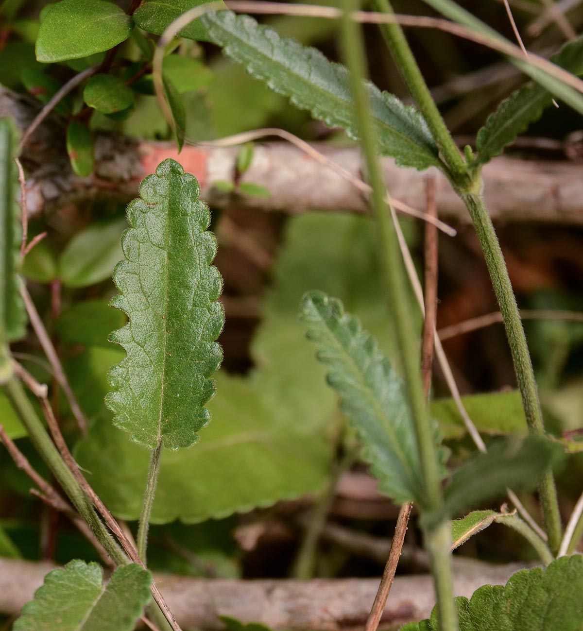 Betonica officinalis ssp. serotina