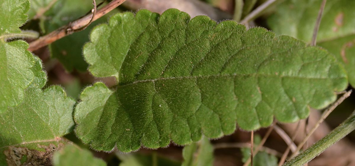 Betonica officinalis ssp. serotina