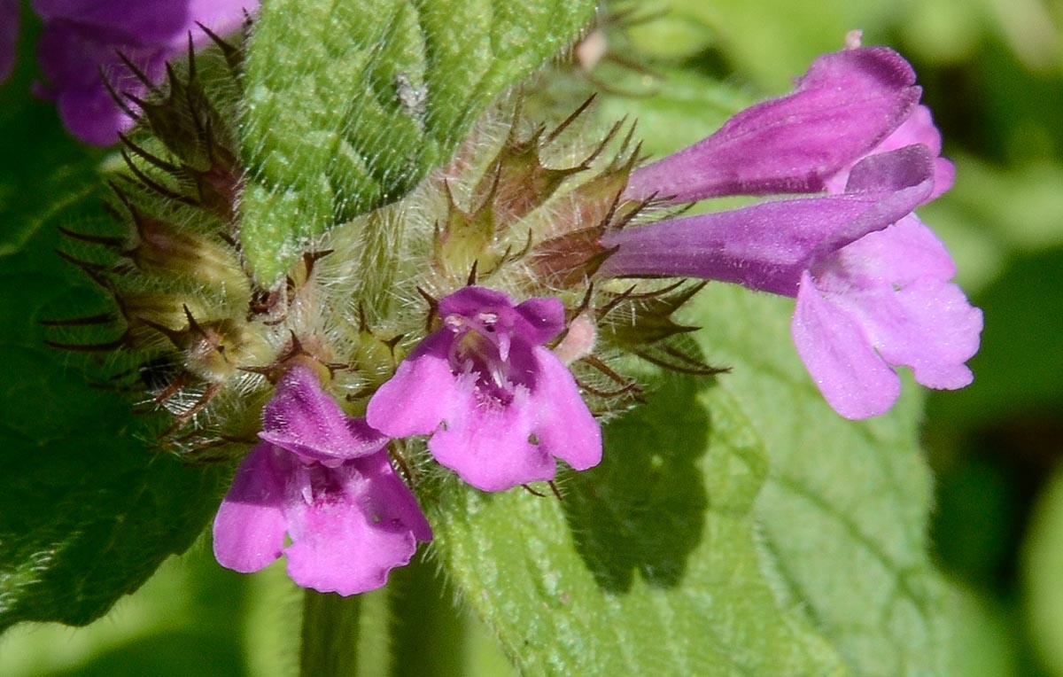 Clinopodium vulgare