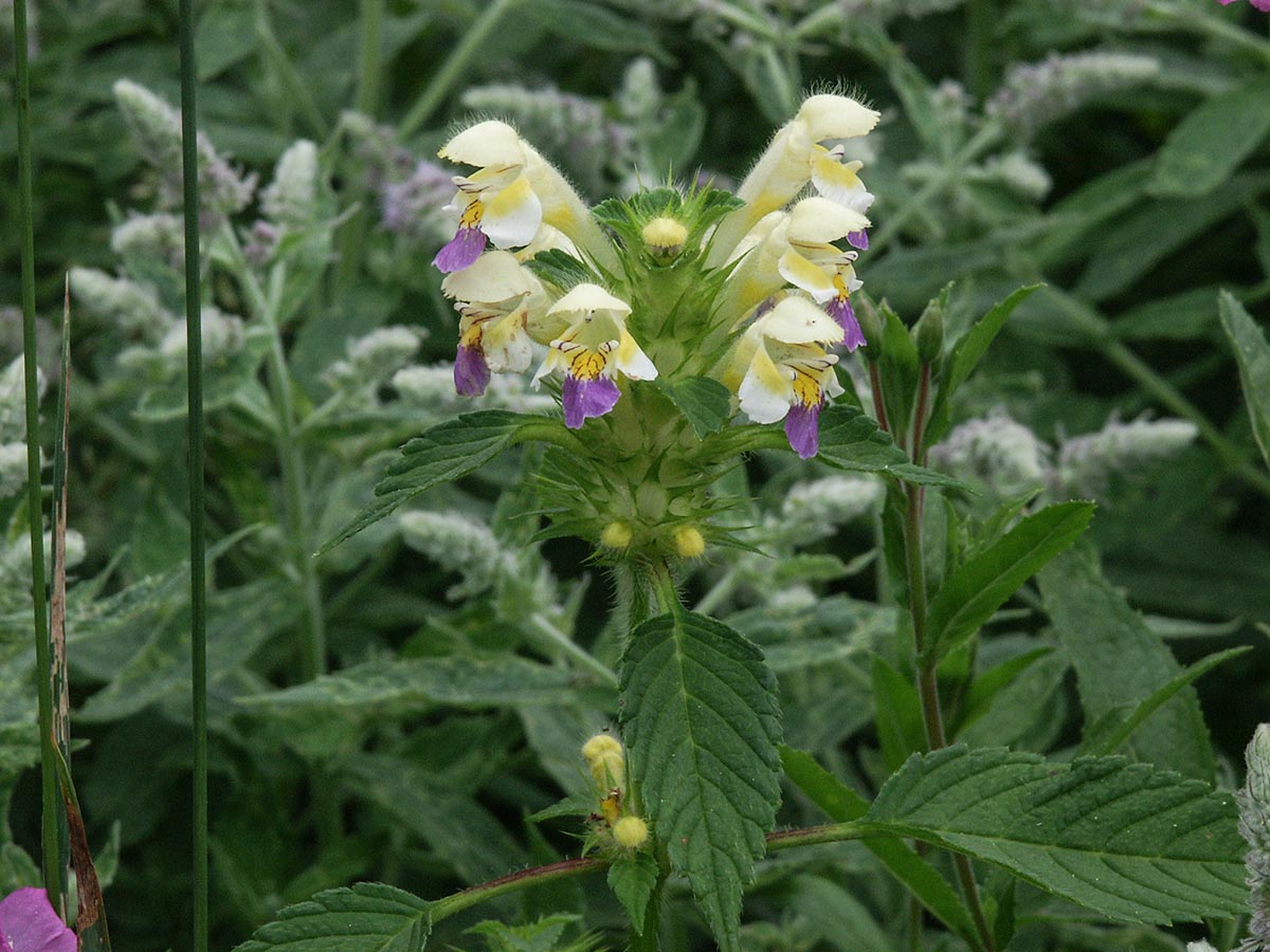 Galeopsis speciosa