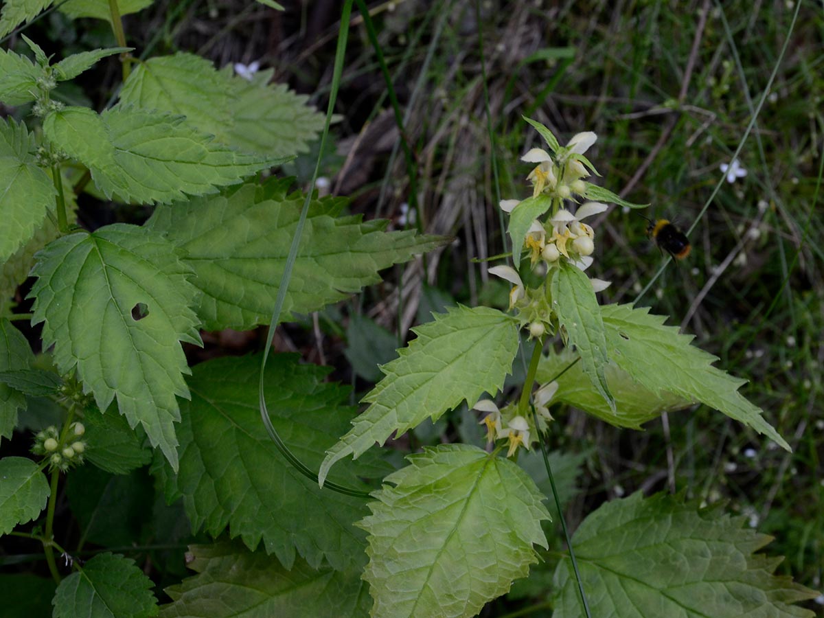 Lamiastrum flavidum