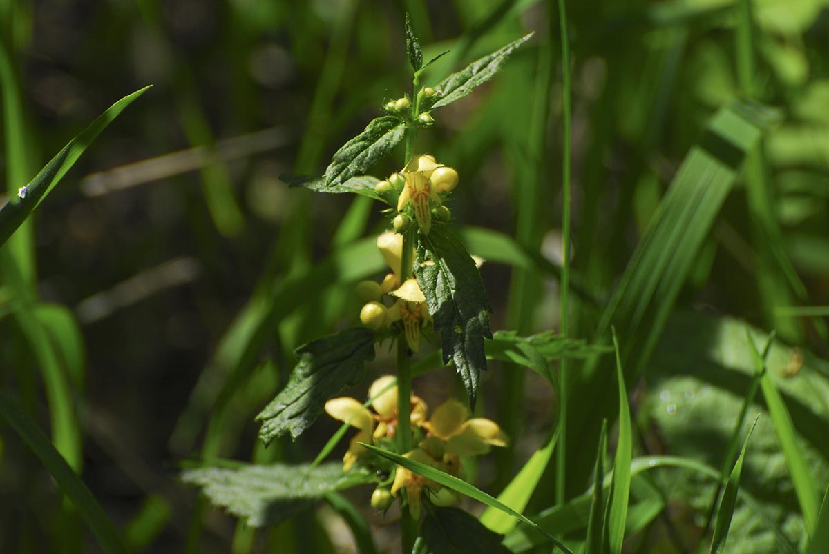 Lamiastrum montanum