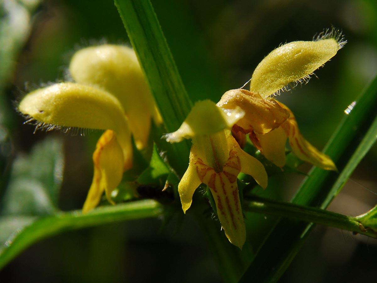 Lamiastrum montanum