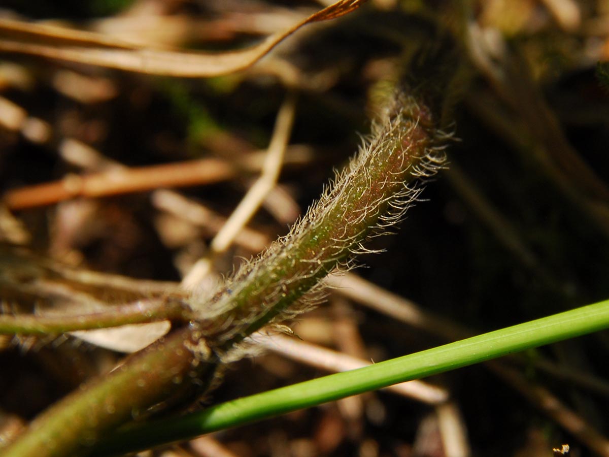 Lamiastrum montanum