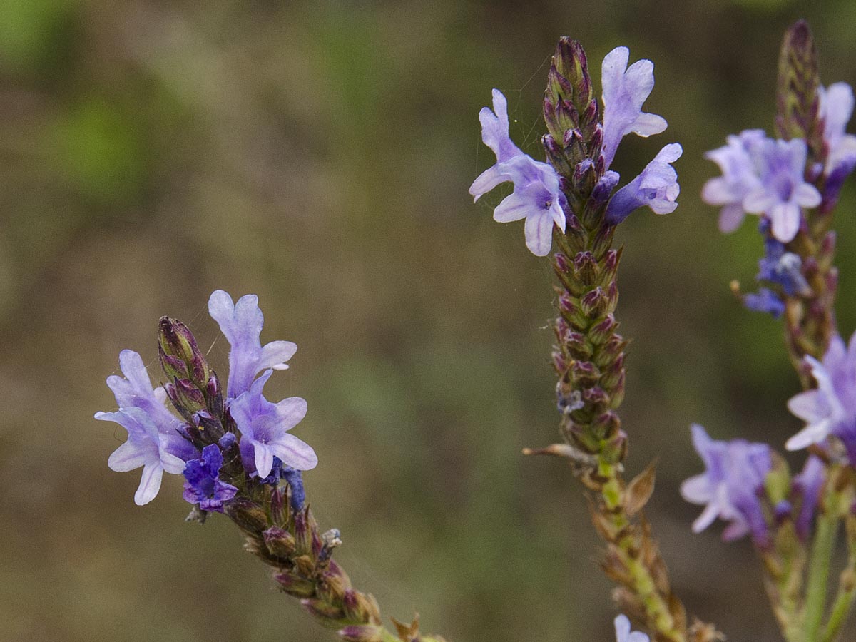 Lavandula canariensis