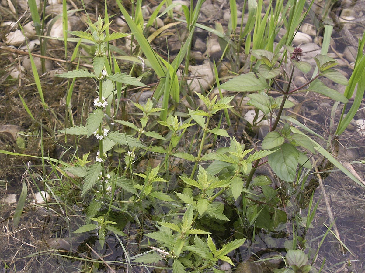 Lycopus europaeus