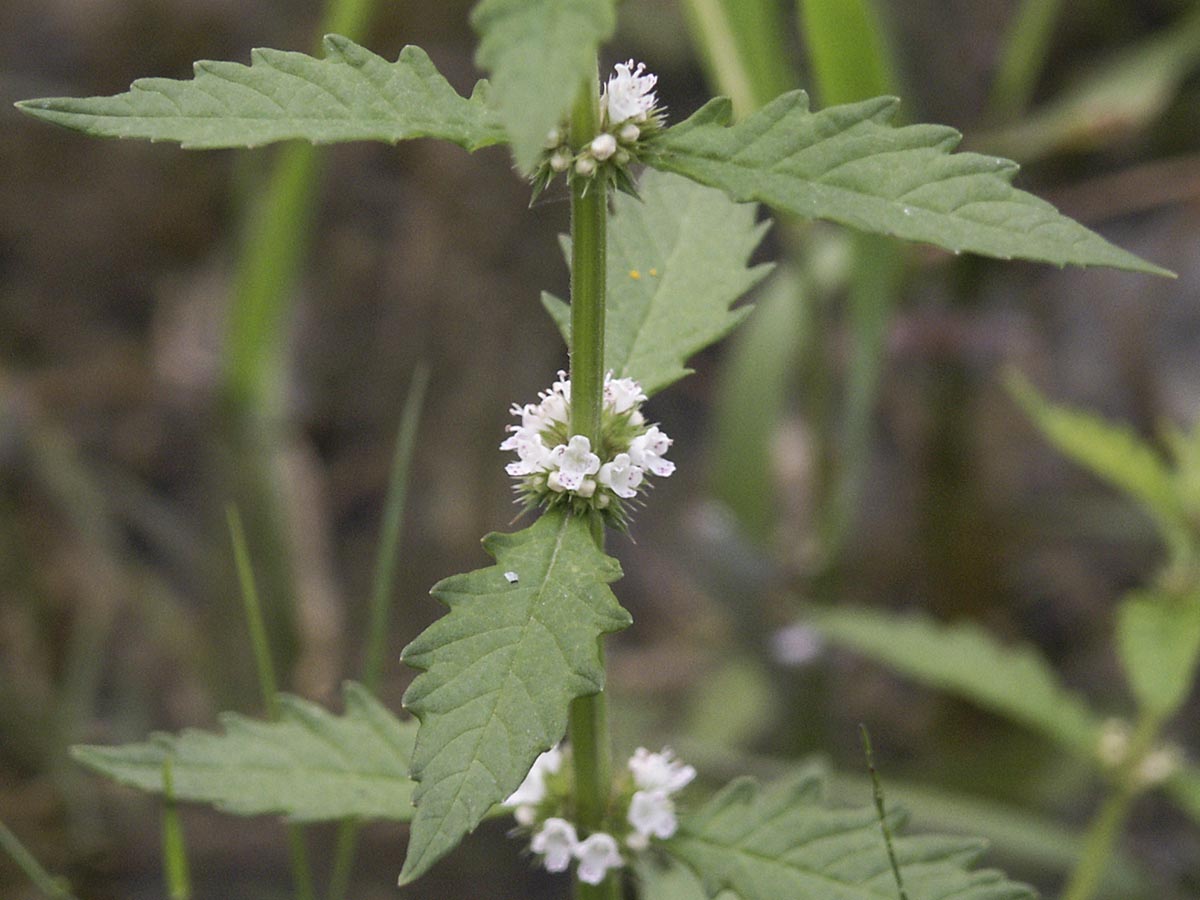 Lycopus europaeus