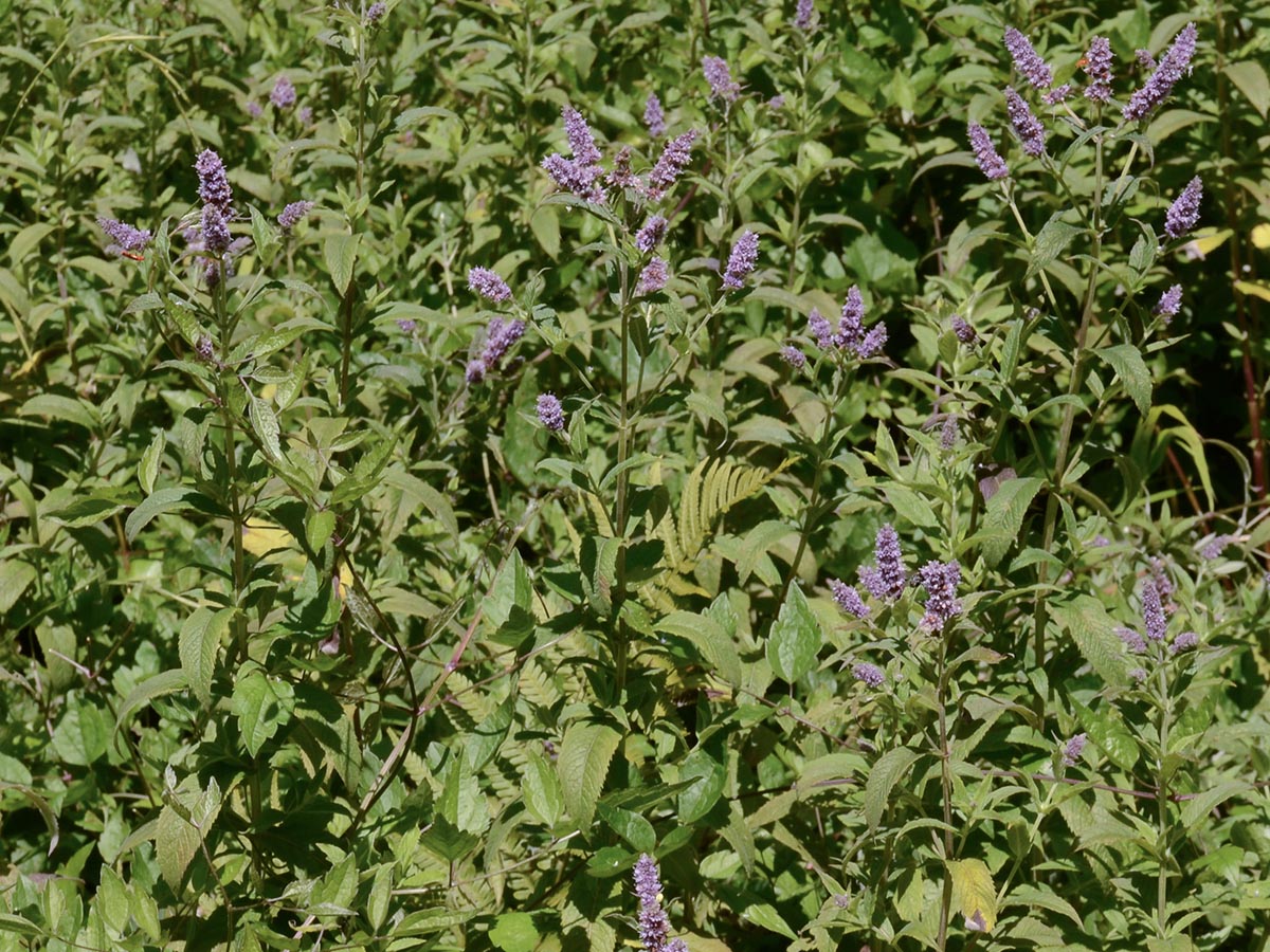 Mentha longifolia