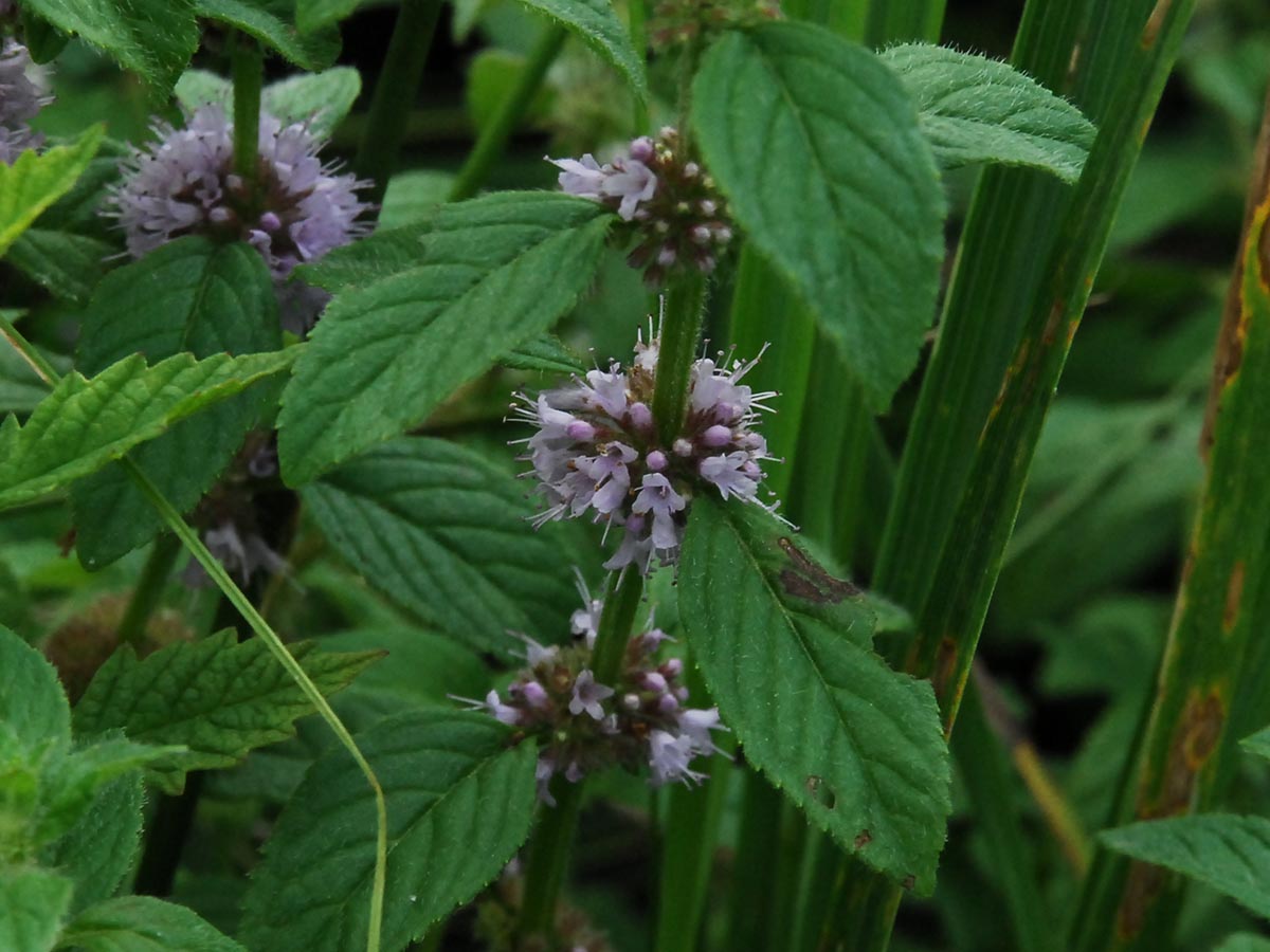 Mentha x verticillata agg.