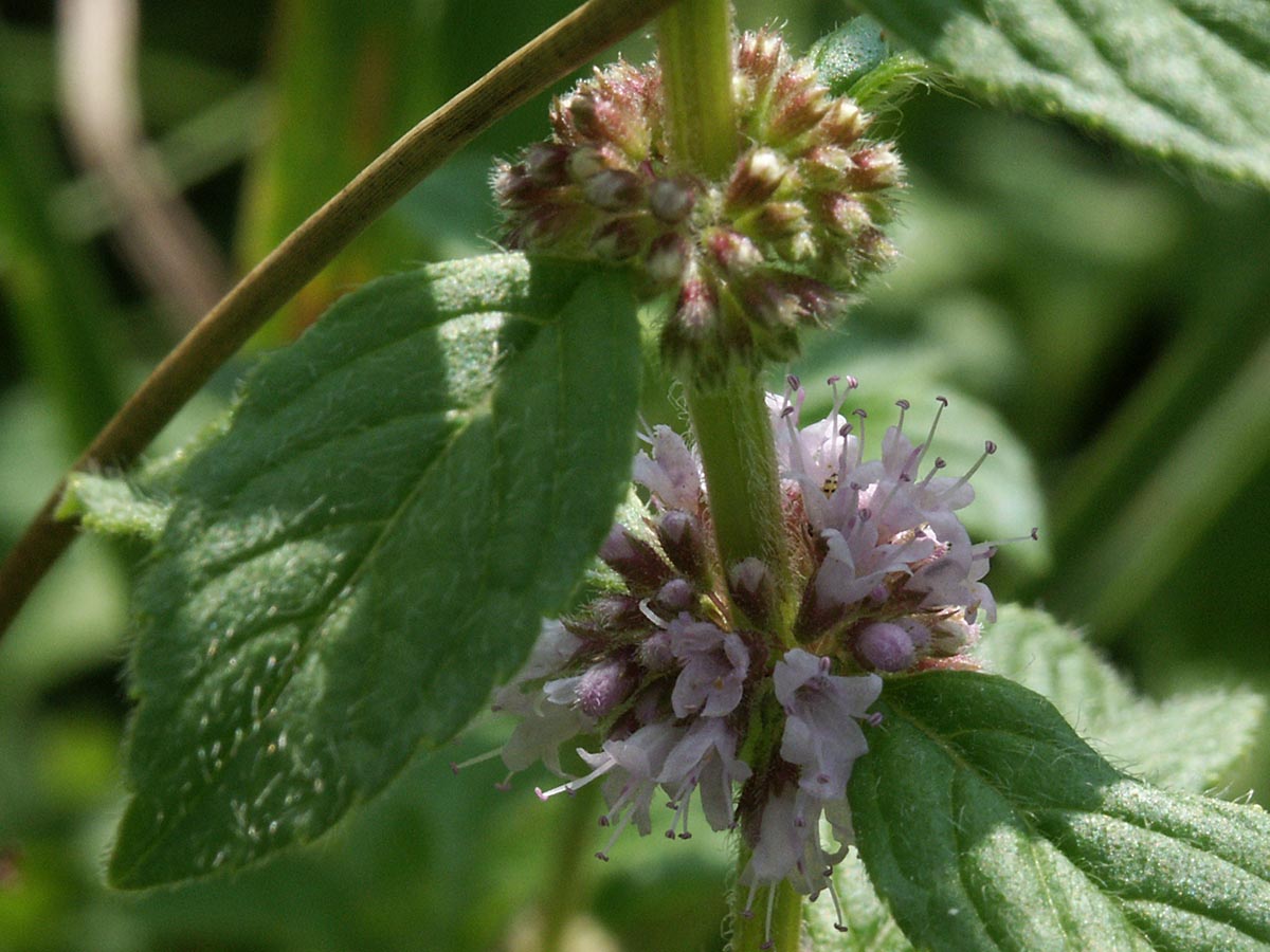 Mentha x verticillata agg.