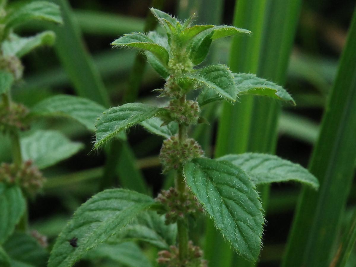 Mentha x verticillata agg.