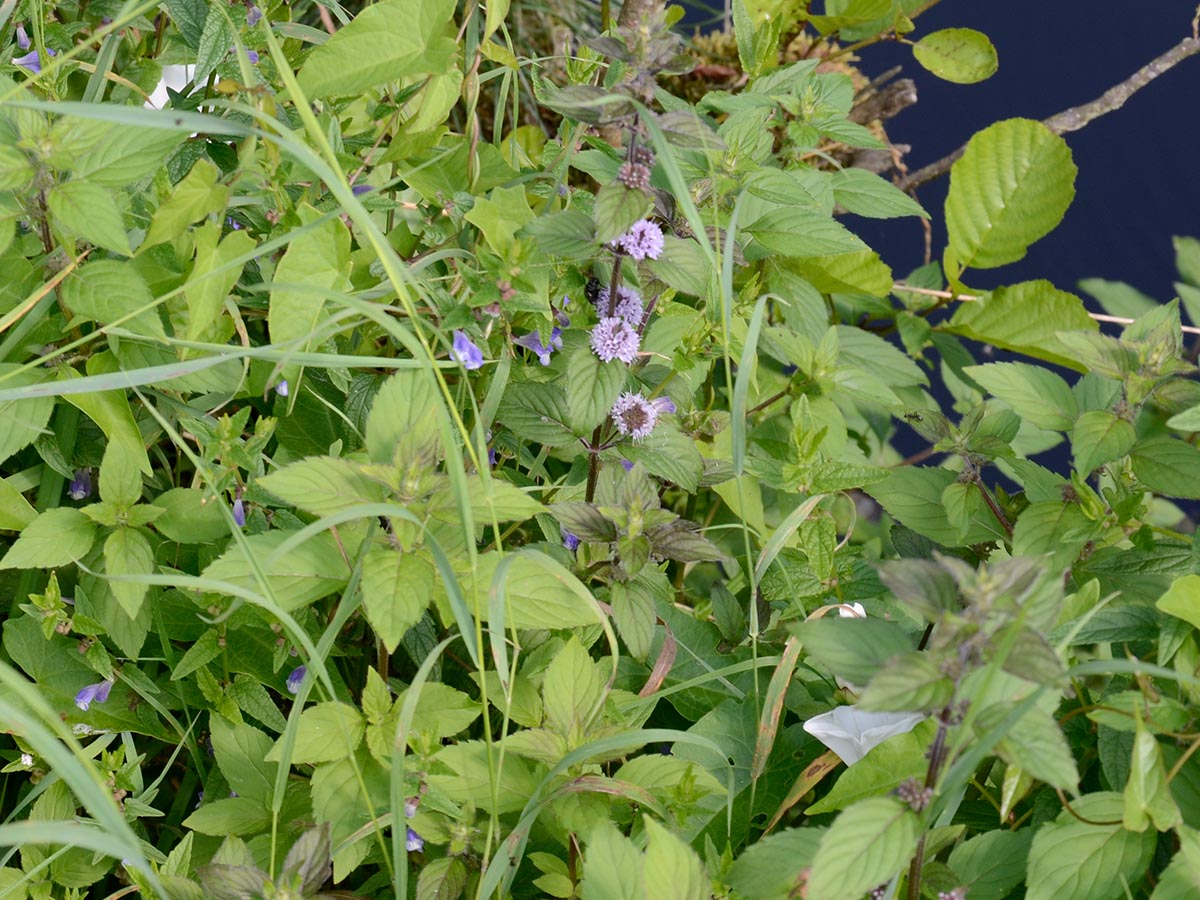 Mentha x verticillata agg.