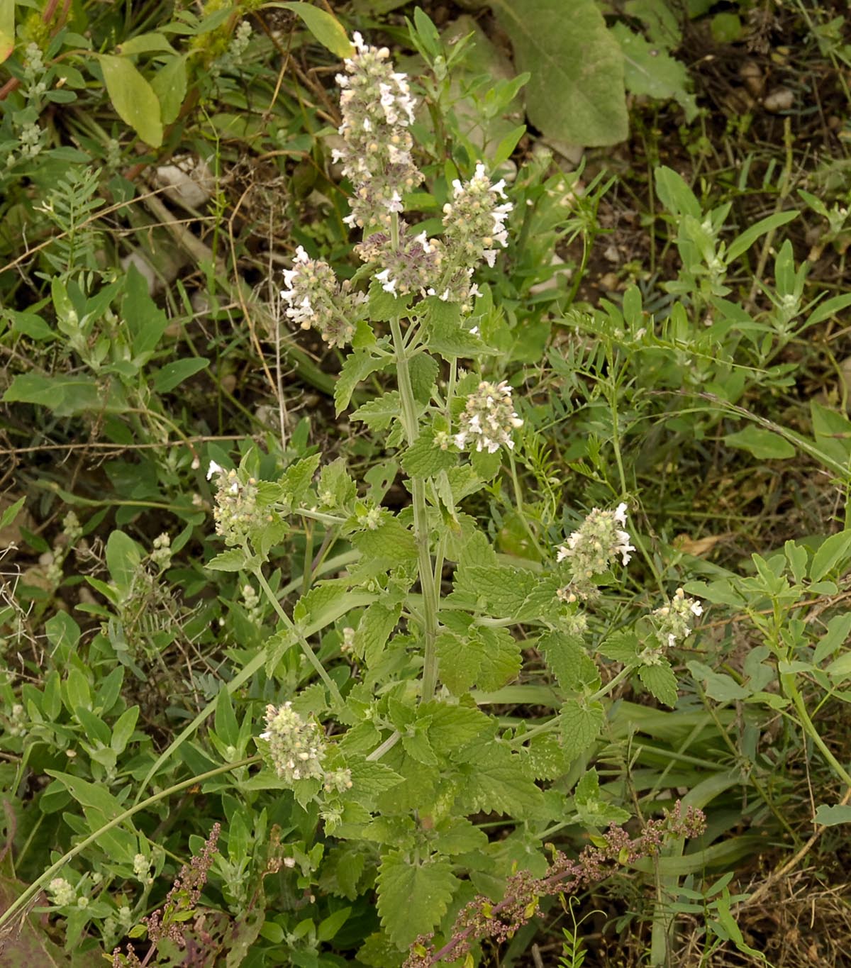 Nepeta cataria