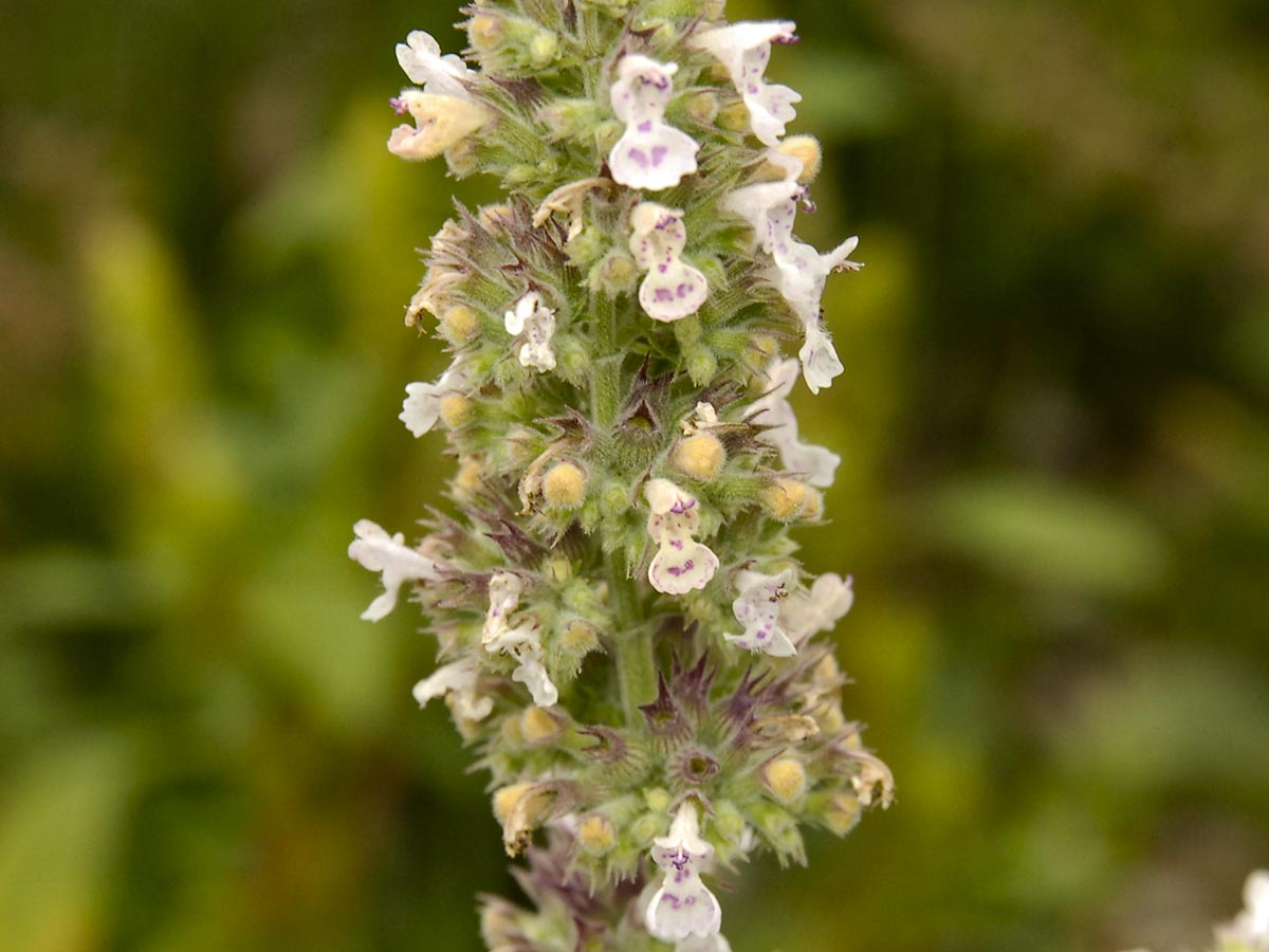 Nepeta cataria