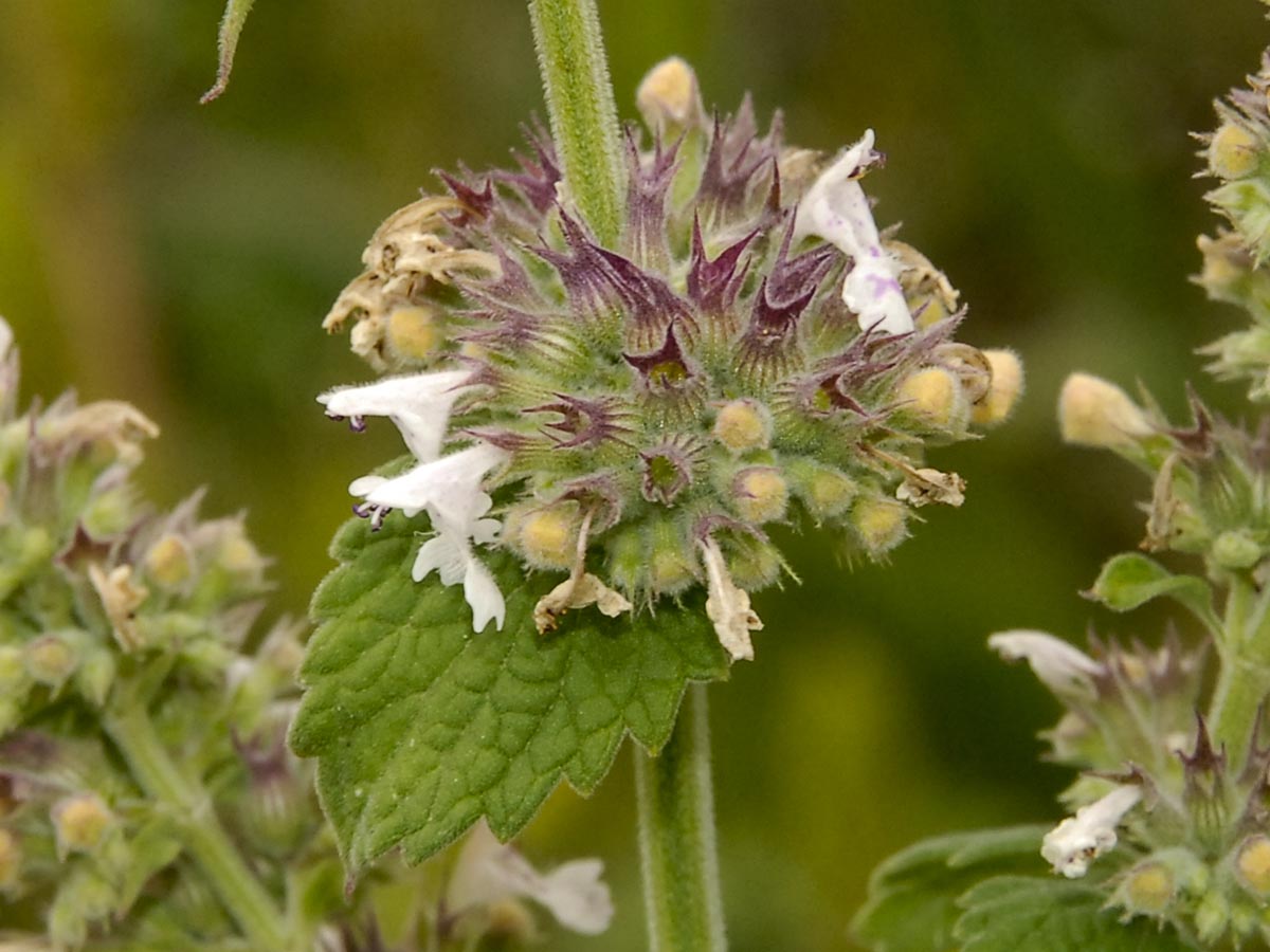 Nepeta cataria