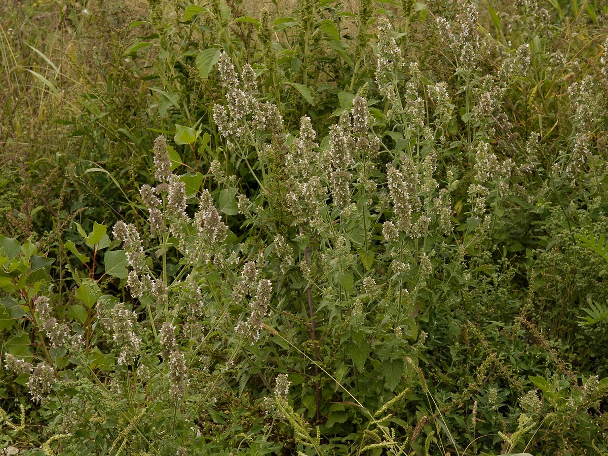 Nepeta cataria