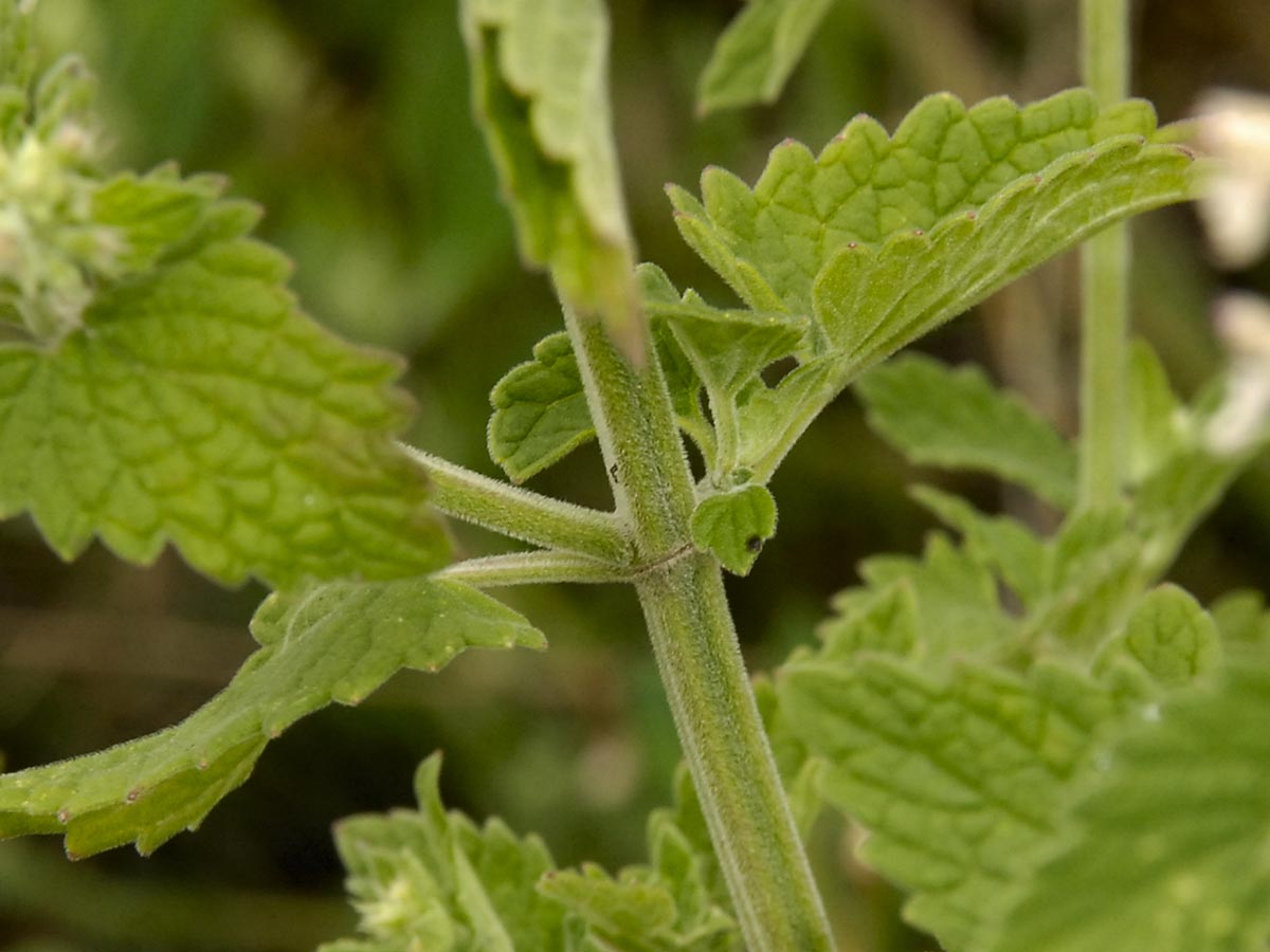 Nepeta cataria