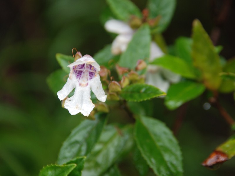 Prostanthera lasianthos