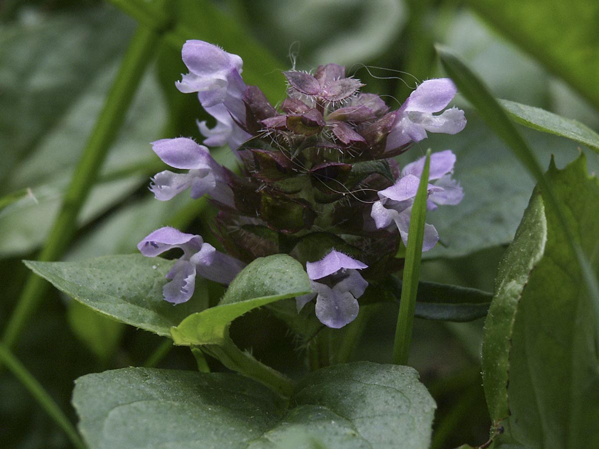 Prunella vulgaris