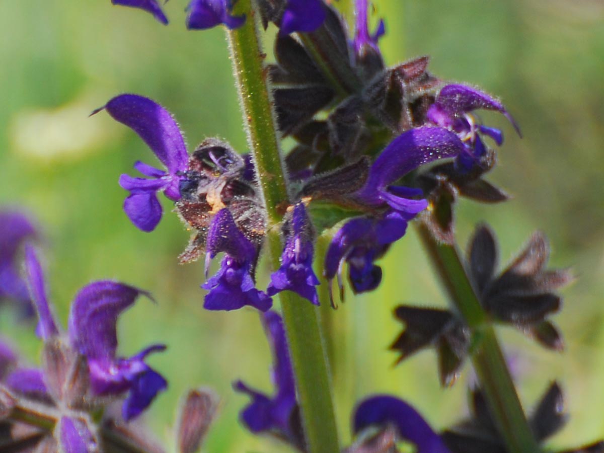 Salvia bertolonii